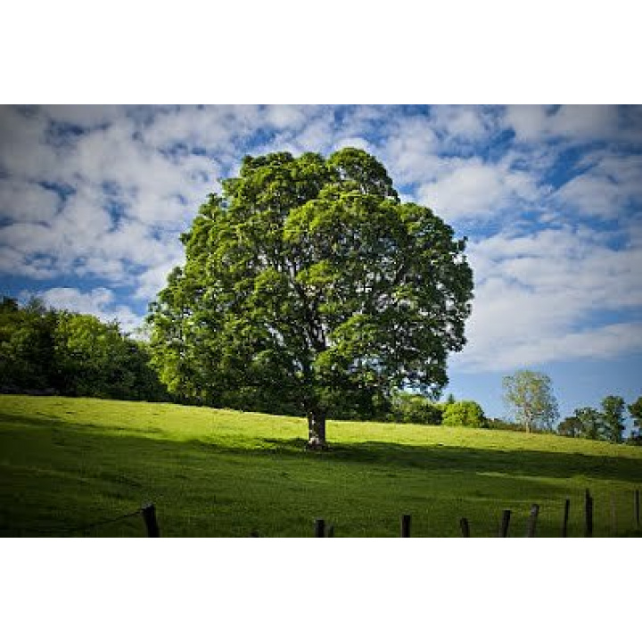 Výzva na vykonanie výrubu/ okliesnenia stromov a iných porastov pri realizácií výrubov v ochranom pásme VN/VVN vedení formou verejnej vyhlášky.